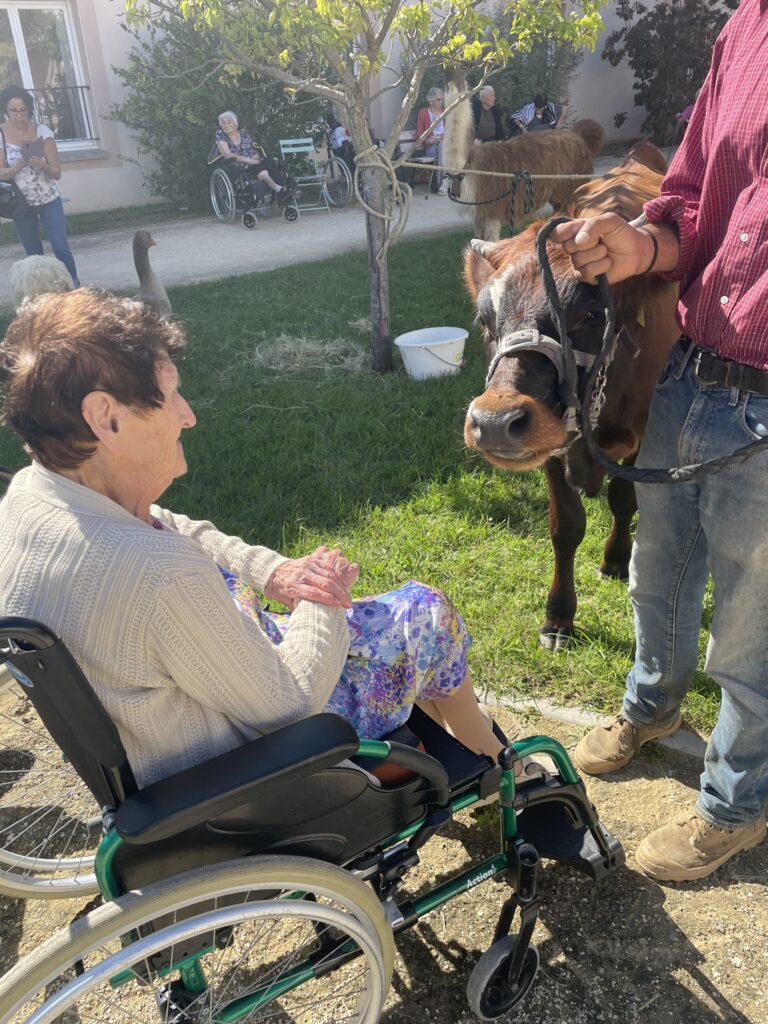 zoothérapie ephad vache